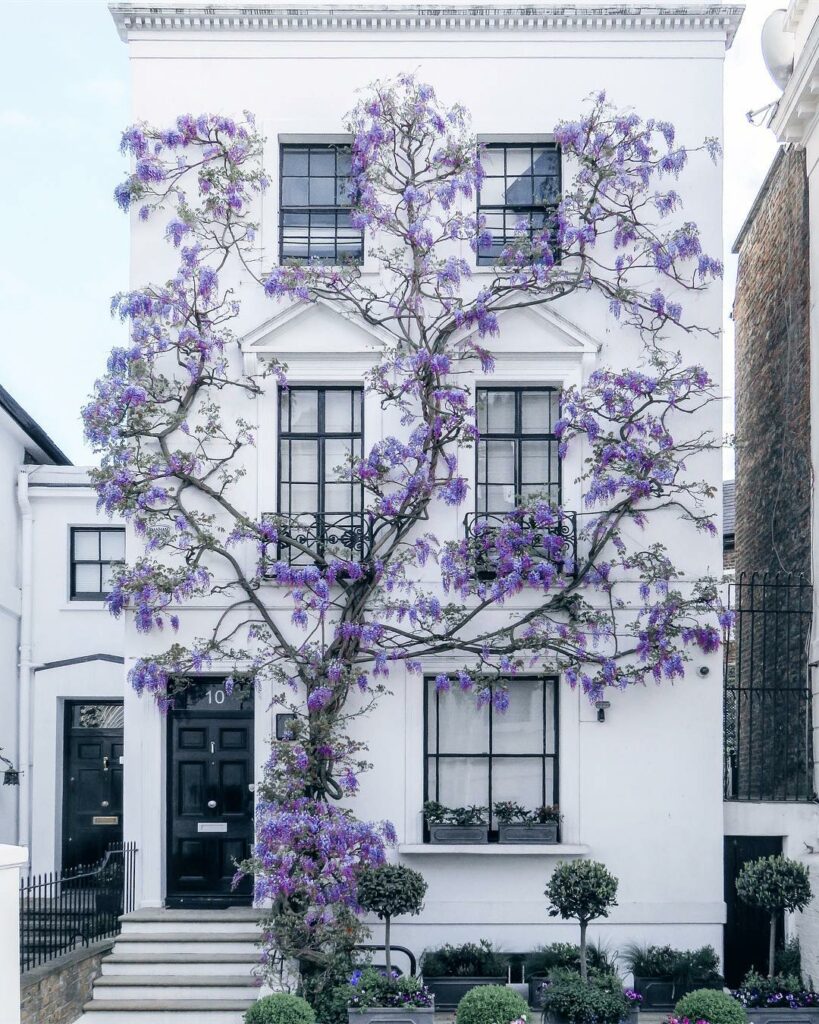une plante de type glycine pour donner de la valeur à votre maison
